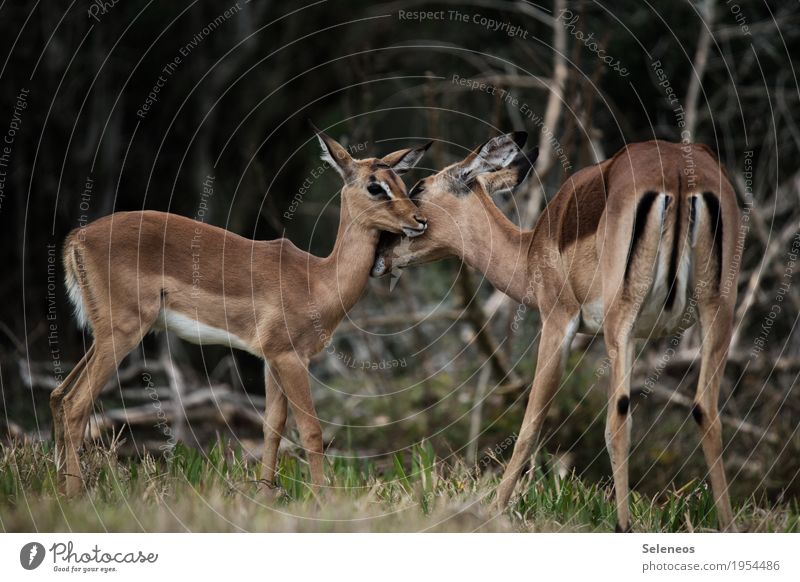 Tierliebe Ferien & Urlaub & Reisen Tourismus Ausflug Abenteuer Ferne Freiheit Safari Expedition Wald Wildtier Antilopen 2 Tierjunges Tierfamilie Verantwortung