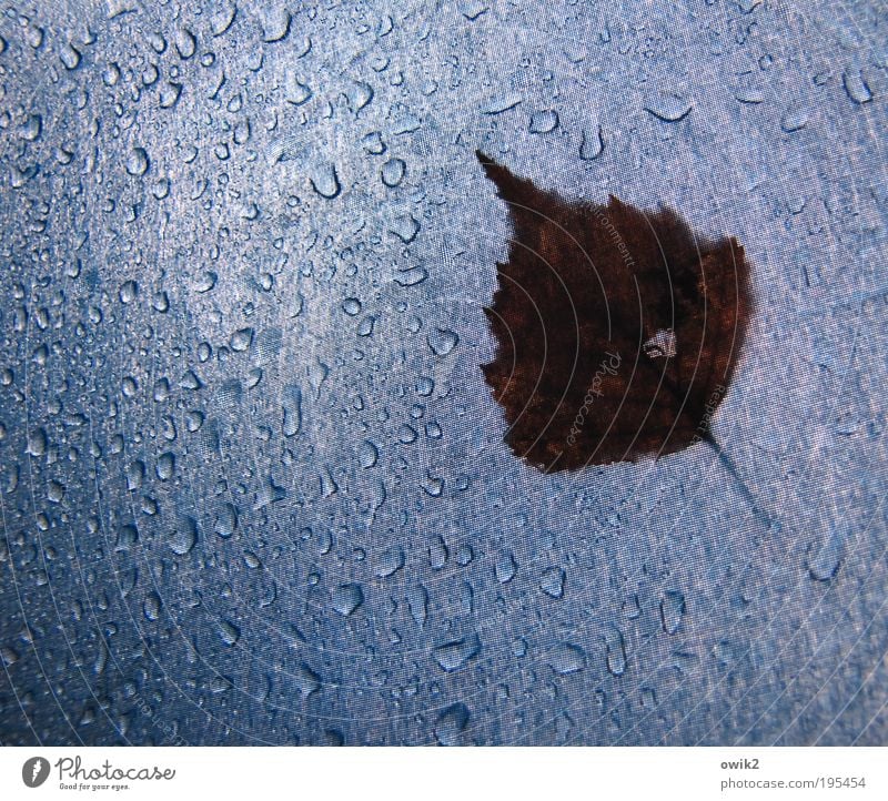 Schönes Wetter Ausflug Natur Pflanze Urelemente Wasser Wassertropfen Frühling Klima schlechtes Wetter Regen Blatt Zeichen blau braun Überraschung Umwelt