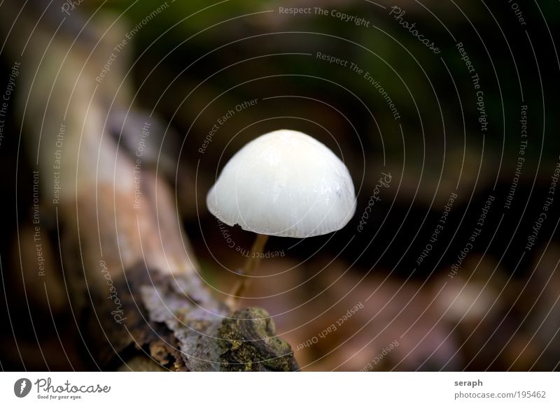 Fungi Pilz dosh detail macro soil Sporen stem nature autumnal shroom fungus malicious Ordnung fruit tuber hat mushroom cap lamella flora vegetation Biologie