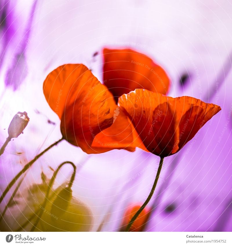 Wieder Montag; Klatschmohn vor rosa Hintergrund Natur Pflanze Wassertropfen Sommer schlechtes Wetter Blume Blüte Garten verblüht Wachstum ästhetisch elegant