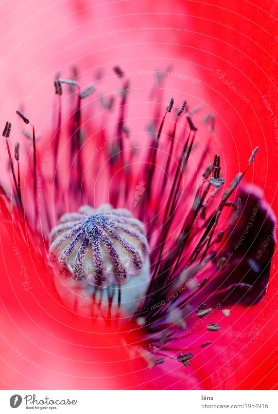 ... in die rote Welt Sommer Pflanze Wildpflanze Mohnblüte Garten Wiese Feld Blühend natürlich schön Beginn Blume Pionierpflanze Farbfoto Nahaufnahme