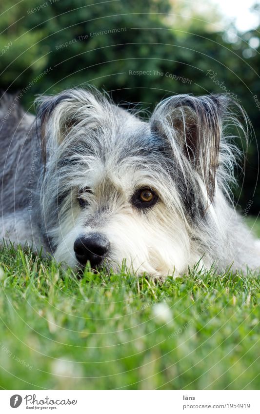 Bereitschaft Umwelt Natur Gras Garten Park Wiese Tier Haustier Hund Tiergesicht 1 Erholung genießen liegen Blick träumen Traurigkeit Geborgenheit Neugier