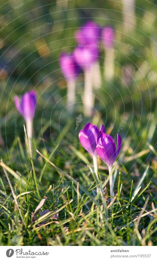 Grüppchenbildung Natur Pflanze Erde Sonne Sonnenlicht Frühling Sommer Blume Blatt Blüte Krokusse Park Wiese Rheinwiesen Düsseldorf Stadtrand Blühend