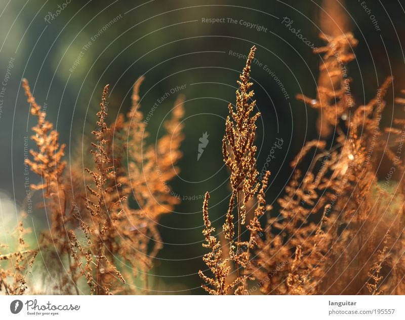 Isolated I Sommer Sonne Umwelt Natur Pflanze Sonnenlicht Frühling Schönes Wetter Blume Gras Sträucher Blüte trocken vertrocknet braun alt leuchten hell Glück