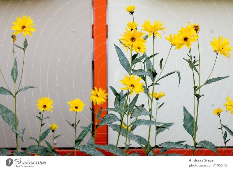 Urban Painting Umwelt Natur Frühling Pflanze Blume Blatt Blüte Grünpflanze Garten Balkon Linie Farbe ästhetisch schön gelb grün orange Blühend gemalt Farbfoto