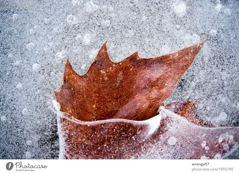 Eingeschlossen II Natur Winter Eis Frost Blatt Teich See kalt braun grau weiß Zacken Farbfoto Gedeckte Farben Außenaufnahme Nahaufnahme Detailaufnahme