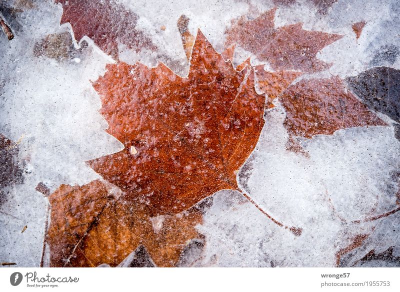 Eiszeit | glasklar I Natur Pflanze Winter Blatt Teich See fest kalt natürlich braun grau weiß Frost Zacken gefroren durchsichtig Querformat Zentralperspektive