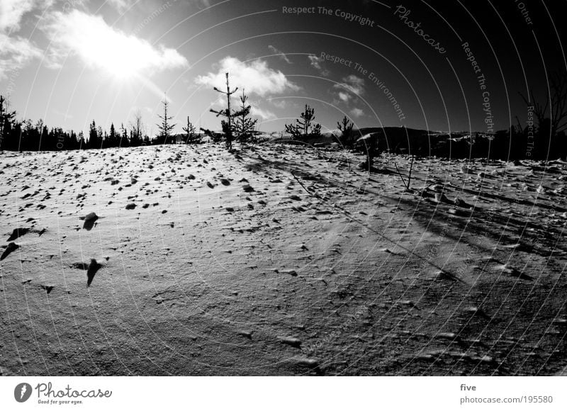 luosto Ferien & Urlaub & Reisen Ausflug Ferne Winter Schnee Winterurlaub Umwelt Natur Pflanze Baum Sträucher Wald Hügel Unendlichkeit kalt weiß Lappland