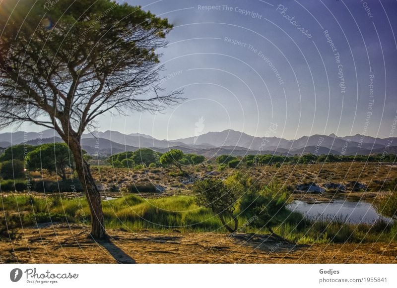 Baum inmitten einer Landschaft aus Sträuchern, Wasser und Bergen Pflanze Tier Himmel Horizont Sommer Schönes Wetter Gras Wildpflanze Berge u. Gebirge Flussufer