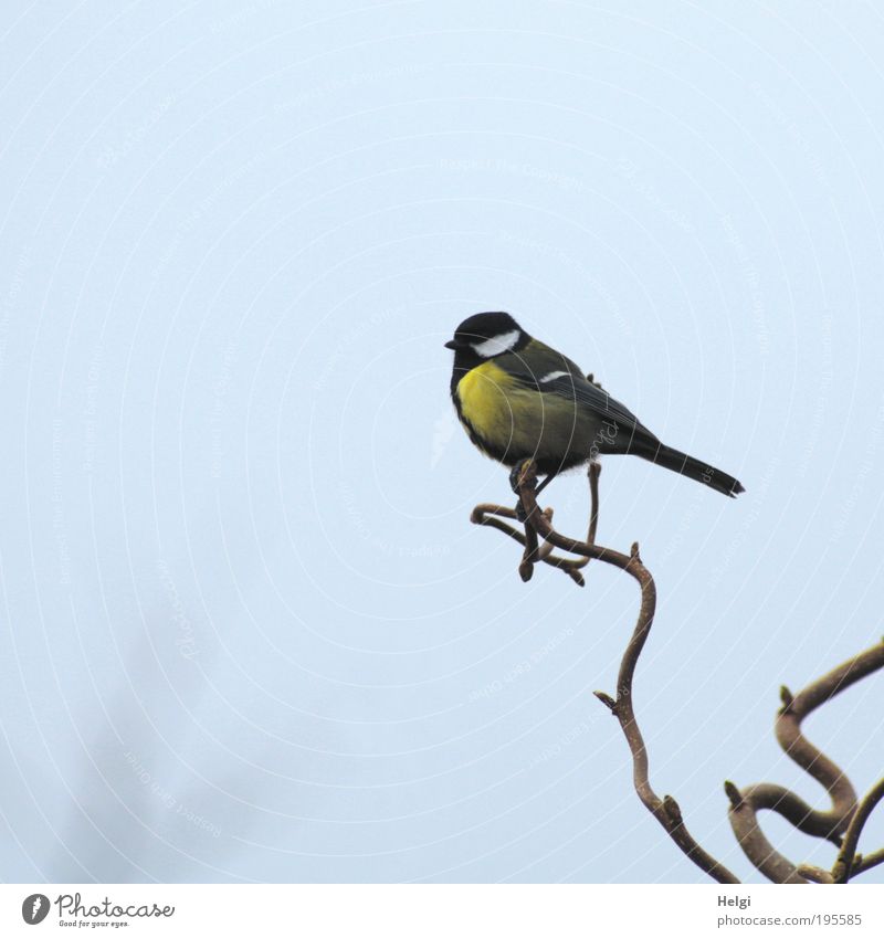 Kohlmeise sitzt auf einem kahlen Kringelzweig vor blaugrauem Himmel Natur Sträucher Garten Tier Wildtier Vogel Meisen Flügel Schnabel Feder 1 Blick warten