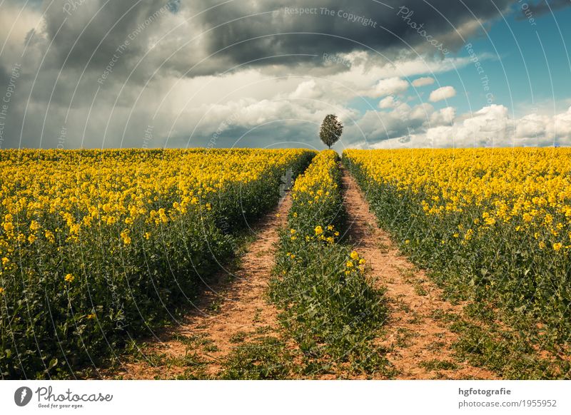 Wege Natur Landschaft Erde Himmel Wolken Frühling Klima Wetter Schönes Wetter Pflanze Nutzpflanze Rapsfeld Rapsblüte Feld berühren Bewegung Duft entdecken