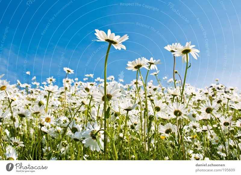 Picknick mit Aussicht Ferien & Urlaub & Reisen Ausflug Sommer Sommerurlaub Sonne Umwelt Natur Pflanze Frühling Schönes Wetter Blume Gras Wiese blau grün weiß