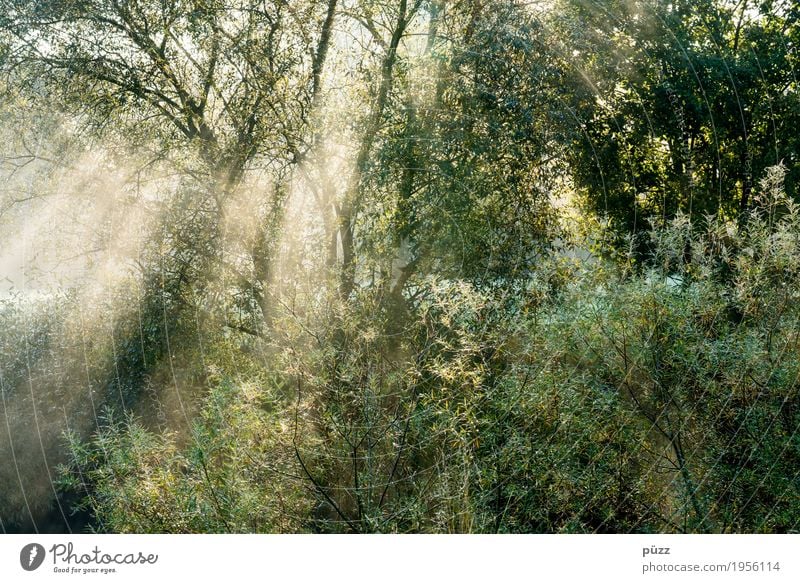 Licht Umwelt Natur Landschaft Pflanze Sonne Sonnenlicht Frühling Sommer Schönes Wetter Baum Sträucher Blatt Grünpflanze Wildpflanze Garten Park Wald leuchten