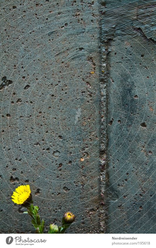 Mauerblümchen Bioprodukte Fasten Baustelle Umwelt Natur Pflanze Frühling Blüte Wildpflanze Dekoration & Verzierung Beton Blühend leuchten Wachstum