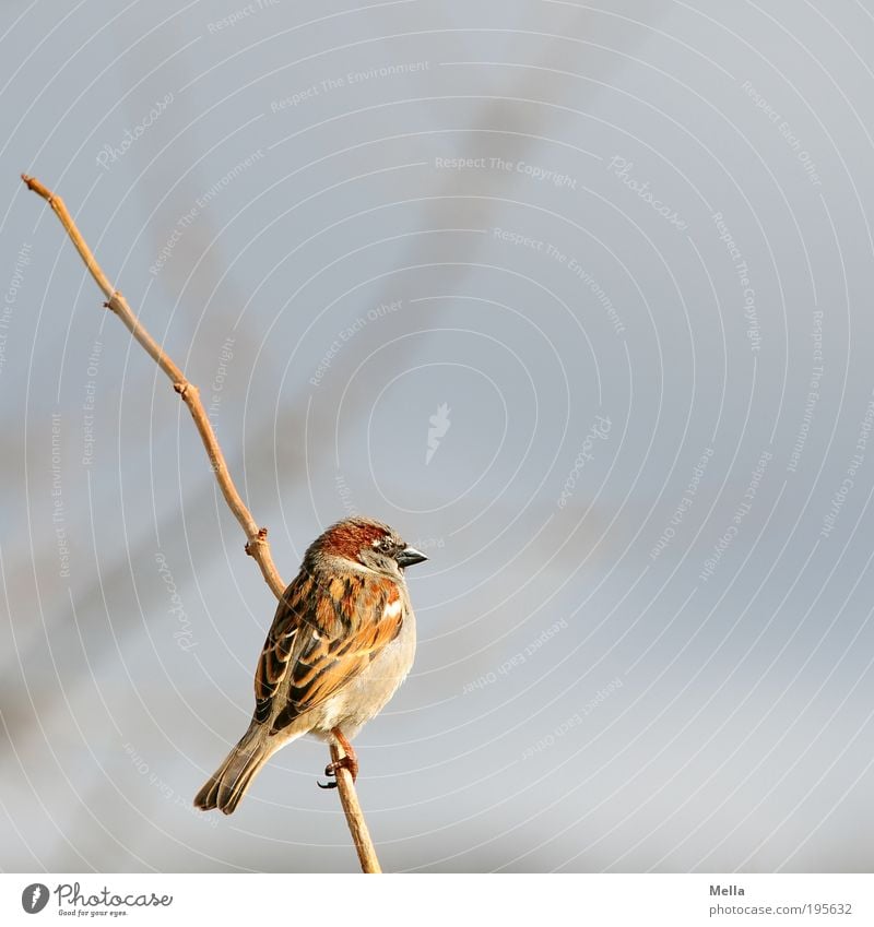 Winterspatz Umwelt Natur Tier Pflanze Sträucher Ast Wildtier Vogel Spatz 1 festhalten hocken sitzen frei klein natürlich niedlich Freiheit Farbfoto