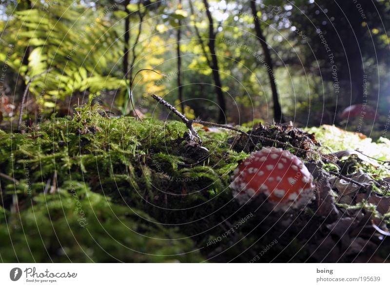 Standardpilz Hexe Umwelt Natur Pflanze Schönes Wetter Baum Gras Sträucher Moos Farn Wildpflanze Pilz Wald Käfer Spinne Schnecke Wurm wählen Wachstum positiv