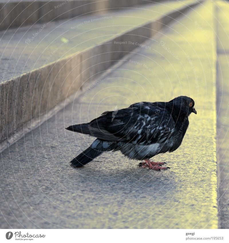 Vogel Perspektive Treppe Tier Taube Flügel 1 sitzen stehen gelb grau schwarz Starrer Blick Farbfoto Außenaufnahme Menschenleer Tag