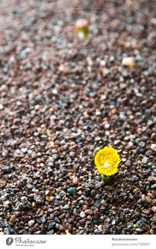 Auch wenn Ihr noch mehr über mir ausschüttet.... Kräuter & Gewürze Bioprodukte Fasten Erfolg Umwelt Natur Pflanze Sand Frühling Wildpflanze Zeichen Blühend