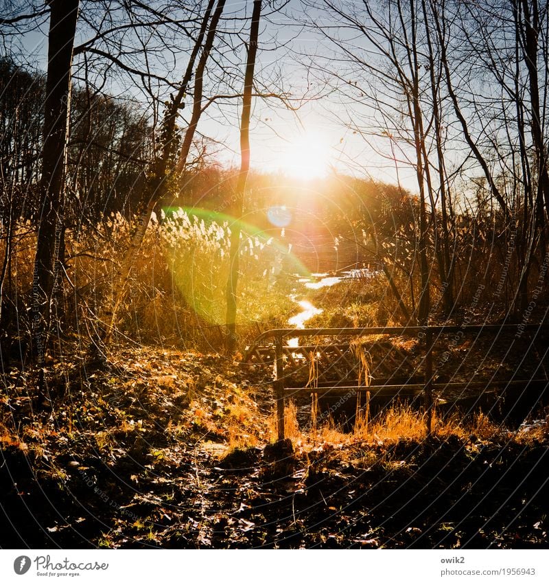 Gelände Umwelt Natur Landschaft Pflanze Luft Wasser Wolkenloser Himmel Horizont Winter Schönes Wetter Baum Sträucher Ranke Röhricht Zweige u. Äste Wald Bach