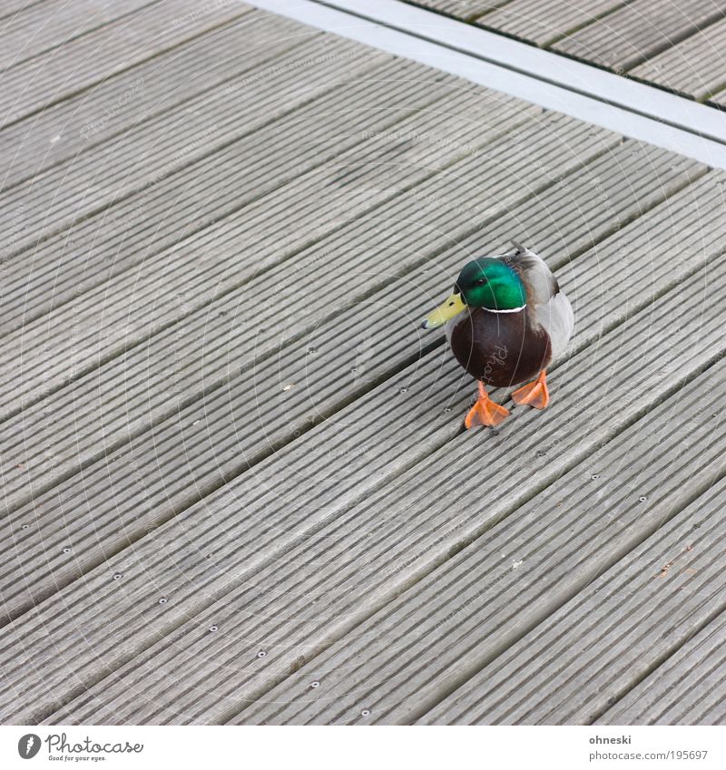 Osterente Umwelt Natur Tier Wildtier Vogel Ente 1 grün Steg orange Stockente Erpel Farbfoto mehrfarbig Außenaufnahme Muster Strukturen & Formen Menschenleer