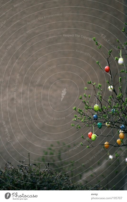 easternized urbanism Feste & Feiern Ostern Umwelt Frühling Sträucher Garten Mauer Wand authentisch braun mehrfarbig Vorfreude Zufriedenheit Gegenteil