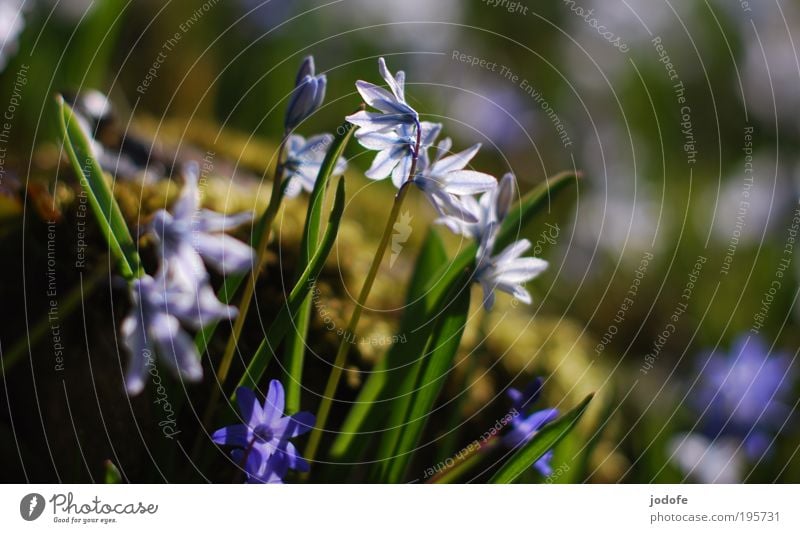 Frühling Natur Pflanze Sonnenlicht Schönes Wetter Blume Moos Blüte Grünpflanze Park ästhetisch Umweltschutz glänzend rein weiß blau Glocke Blühend