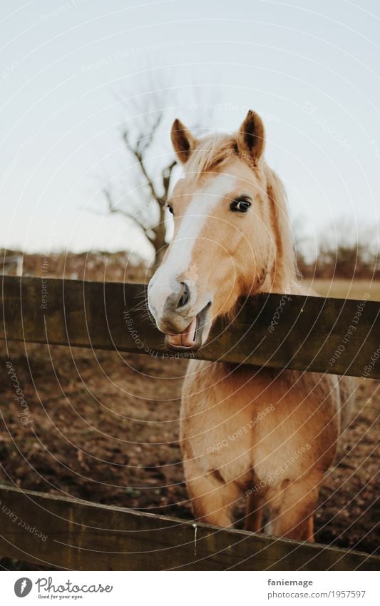 die hat gut lachen Tier Haustier Pferd Tiergesicht 1 füttern Reitsport Pferdekopf Pferdestall Pferdegebiss Zunge Porträt Tierporträt Smiley Lächeln lustig Weide