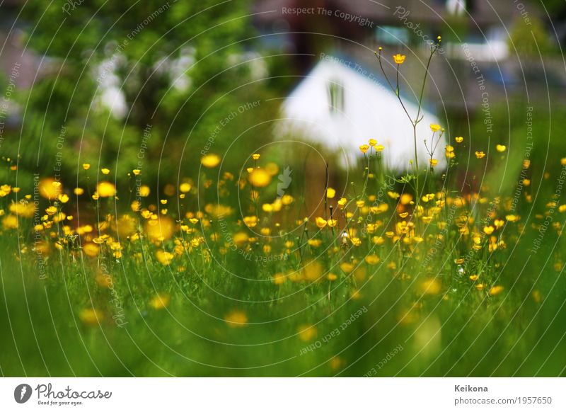 Blurry village scene with meadow buttercup flowers. Haus Garten Natur Landschaft Pflanze Frühling Sommer Blume Gras Wiese Dorf Kleinstadt Einfamilienhaus Hütte