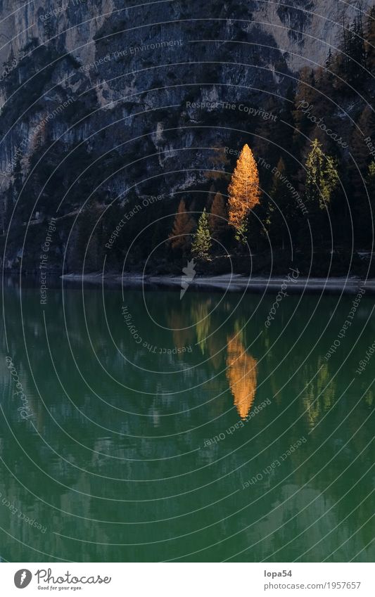 Herbstliche Spiegelung am Pragser Wildsee, Dolomiten, Südtirol Umwelt Natur Landschaft Pflanze Wasser Sonnenlicht Schönes Wetter Baum Lärche Wald Felsen Alpen