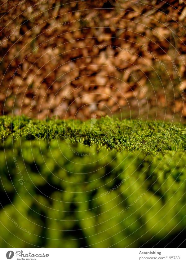 Moos Umwelt Natur Landschaft Pflanze Erde Frühling Schönes Wetter Wärme Sträucher Blatt Hügel braun grün Mühlviertel Farbfoto mehrfarbig Außenaufnahme