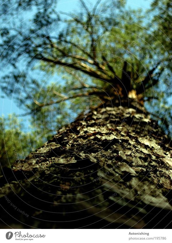 Rinde Umwelt Natur Landschaft Pflanze Himmel Frühling Sommer Wetter Schönes Wetter Wärme Baum Blatt Grünpflanze Nutzpflanze Wald stehen alt hoch rund blau braun