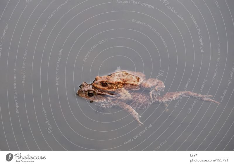 Rettungsschwimmer Frosch 2 Tier Tierpaar Fortpflanzung Farbfoto Textfreiraum links Textfreiraum oben Textfreiraum unten Im Wasser treiben Schwimmen & Baden