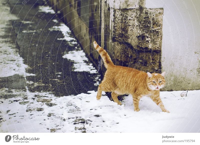 Miau! elegant Winter Eis Frost Schnee Stadt Altstadt Bauwerk Gebäude rothaarig Tier Haustier Katze Tiergesicht Fell beobachten gehen Blick frech frei Neugier