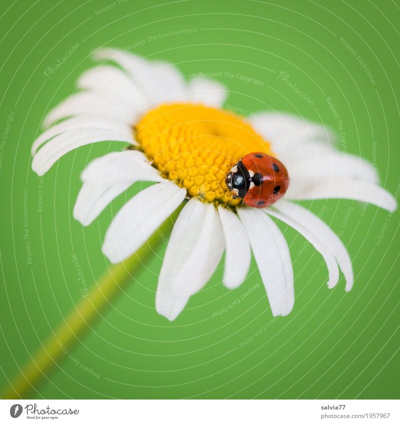 viel Glück! harmonisch Wohlgefühl Zufriedenheit Sinnesorgane Duft Valentinstag Muttertag Frühling Blume Margerite Tier Käfer Marienkäfer Siebenpunkt-Marienkäfer