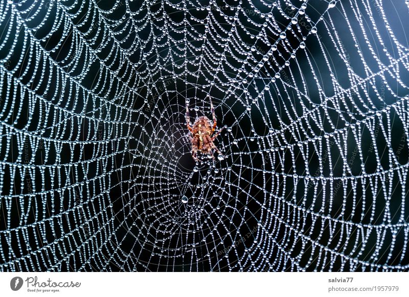 Taufänger Natur Pflanze Luft Wassertropfen Tier Spinne Spinnennetz Kreuzspinne 1 berühren warten ästhetisch Coolness frisch nass natürlich grau schwarz silber