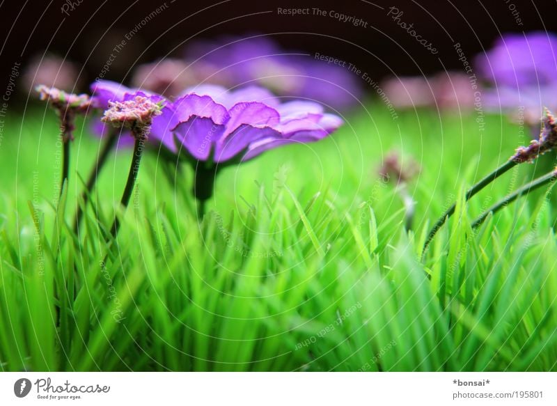 frohe ostern, dicke eier! Dekoration & Verzierung Frühling Schönes Wetter Blume Gras Blüte Wiese Kunststoff Blühend Duft leuchten Wachstum frei frisch grün