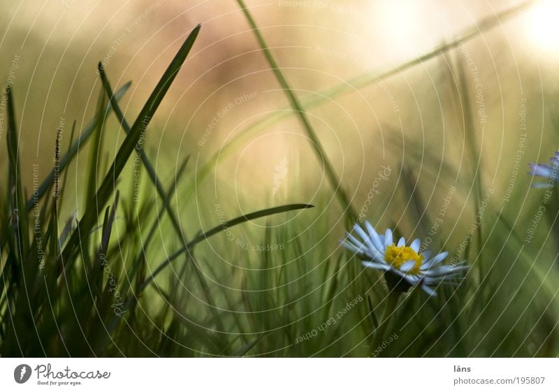 wo bist du Umwelt Pflanze Blume Gänseblümchen Gras grasgrün Graswiese Grasland Grasgeflüster Wiese Frühlingsgefühle Vorfreude Perspektive Biotop Farbfoto