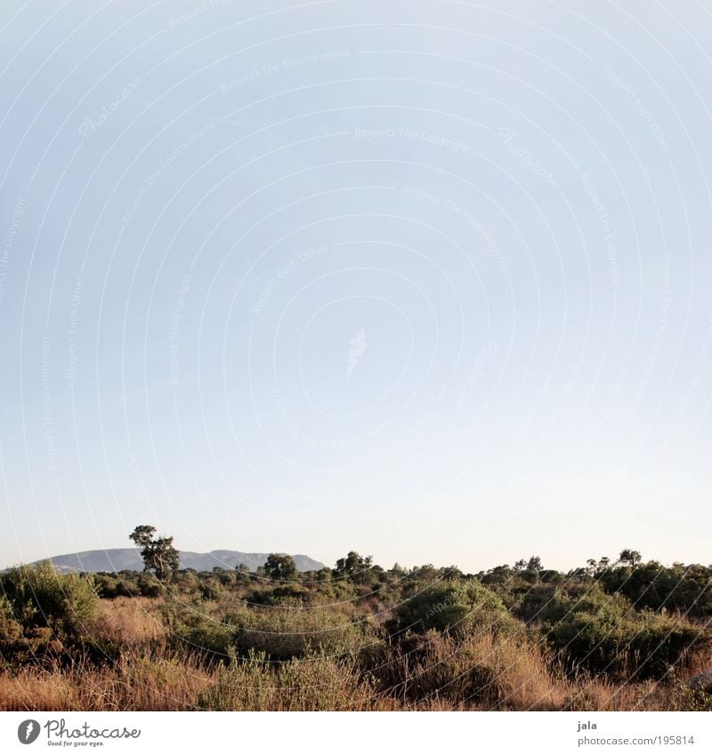 Landschaft Natur Himmel Sommer Pflanze Baum Gras Sträucher Hügel beobachten genießen Blick groß Unendlichkeit trocken wild Zufriedenheit Einsamkeit Erholung