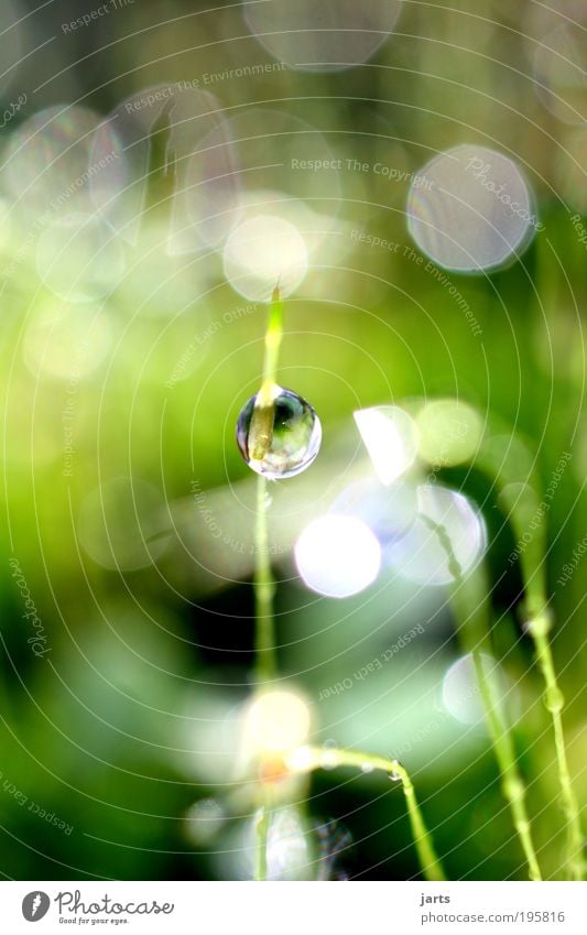 kleine Erfrischung Umwelt Natur Wasser Wassertropfen Sonnenlicht Frühling Sommer Klima Wetter Schönes Wetter Gras Moos Wiese hell nass natürlich rund grün