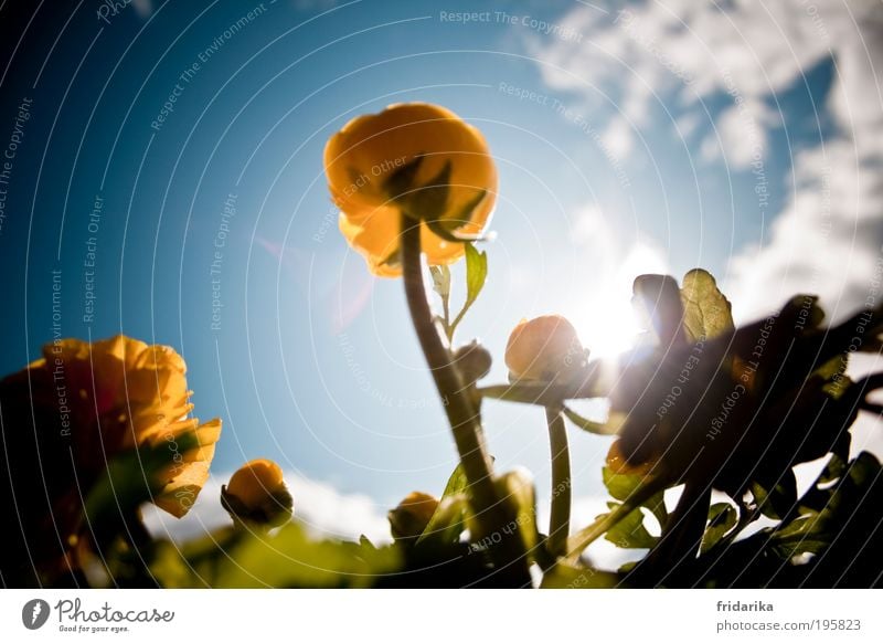 sonnenschein Himmel Wolken Frühling Schönes Wetter Blume Blatt Blüte Grünpflanze Ranunkel Balkonpflanze Blumenkasten Blühend Duft glänzend genießen leuchten