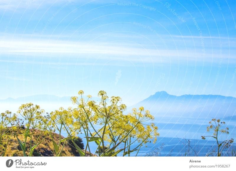 schwerelos Natur Landschaft Urelemente Luft Wasser Himmel Sommer Schönes Wetter Pflanze Blume Blüte Fenchel Berge u. Gebirge Meer Blühend hell maritim natürlich