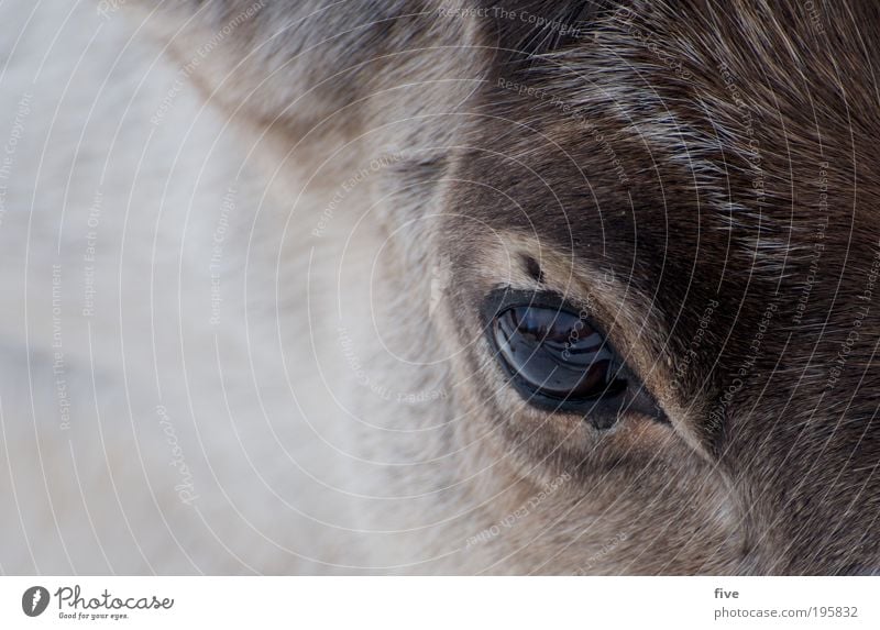 reindeer Kopf Haare & Frisuren Natur Tier Rentier füttern Freundlichkeit Fröhlichkeit hell schön wild Zufriedenheit Sympathie Fell Lappland Finnland