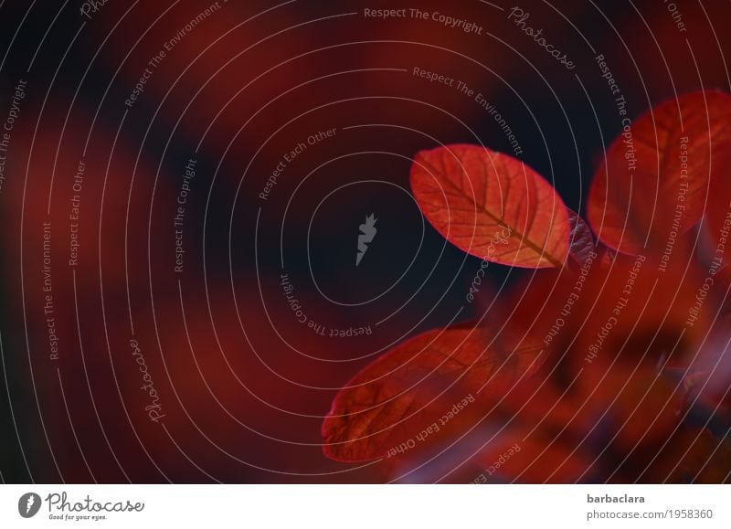 dunkelrot Natur Pflanze Frühling Sträucher Wildpflanze Garten leuchten Stimmung Warmherzigkeit Farbe Umwelt Farbfoto Außenaufnahme Detailaufnahme Muster