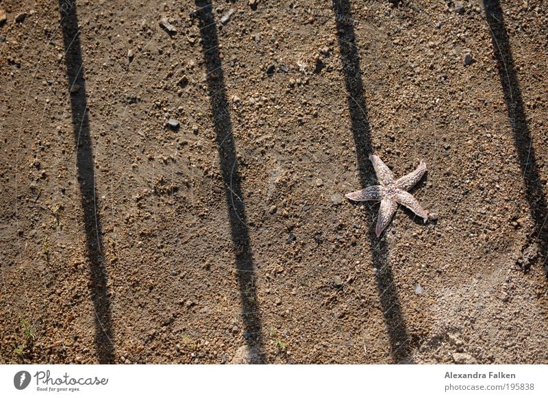 Hinter Gittern Strand Seestern 1 Tier einfach stachelig Einsamkeit Strandgut Justizvollzugsanstalt Strafvollzug Justiz u. Gerichte einsperren Sand Meeresboden