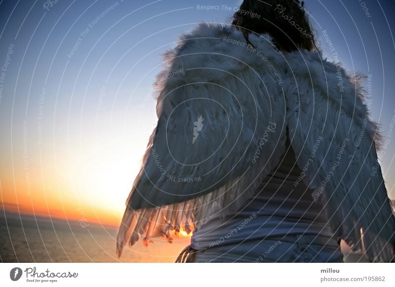 Engel Rücken Wolkenloser Himmel Vogel Flügel atmen beobachten fliegen Jagd Blick träumen frei rebellisch weiß Euphorie Macht Übermut Ewigkeit Schutz unschuldig