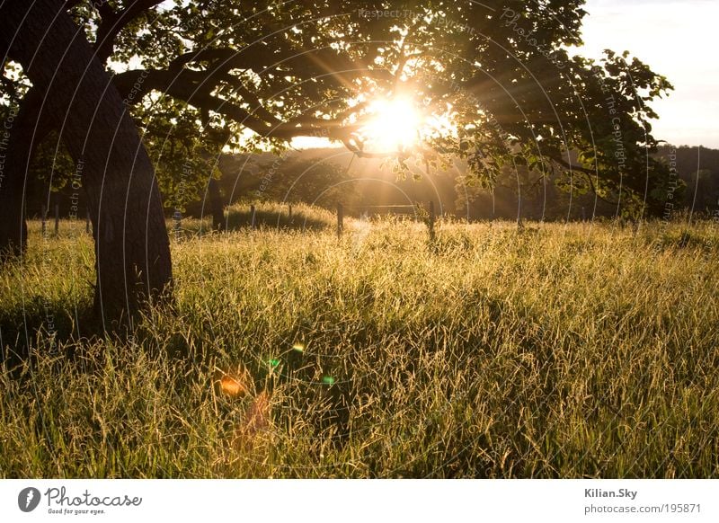 Licht am Horizont exotisch Wohlgefühl Zufriedenheit Erholung ruhig Ferien & Urlaub & Reisen Ferne Freiheit Sommer Sommerurlaub Sonne Sonnenbad Natur Landschaft