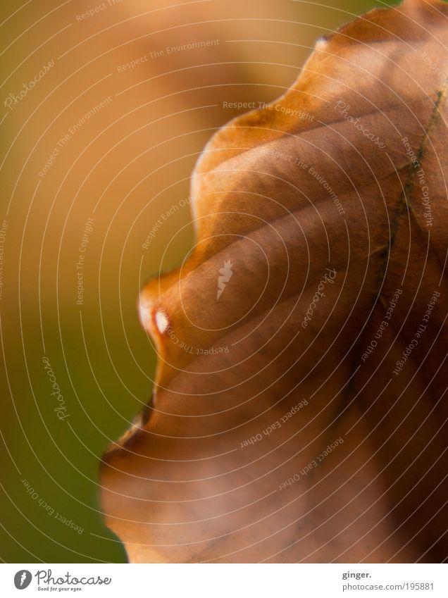 Vergangenes ein wenig festhalten... Umwelt Natur Herbst Schönes Wetter Sträucher Blatt braun grün Warmherzigkeit Vergänglichkeit vergangen welk vertrocknet Tod