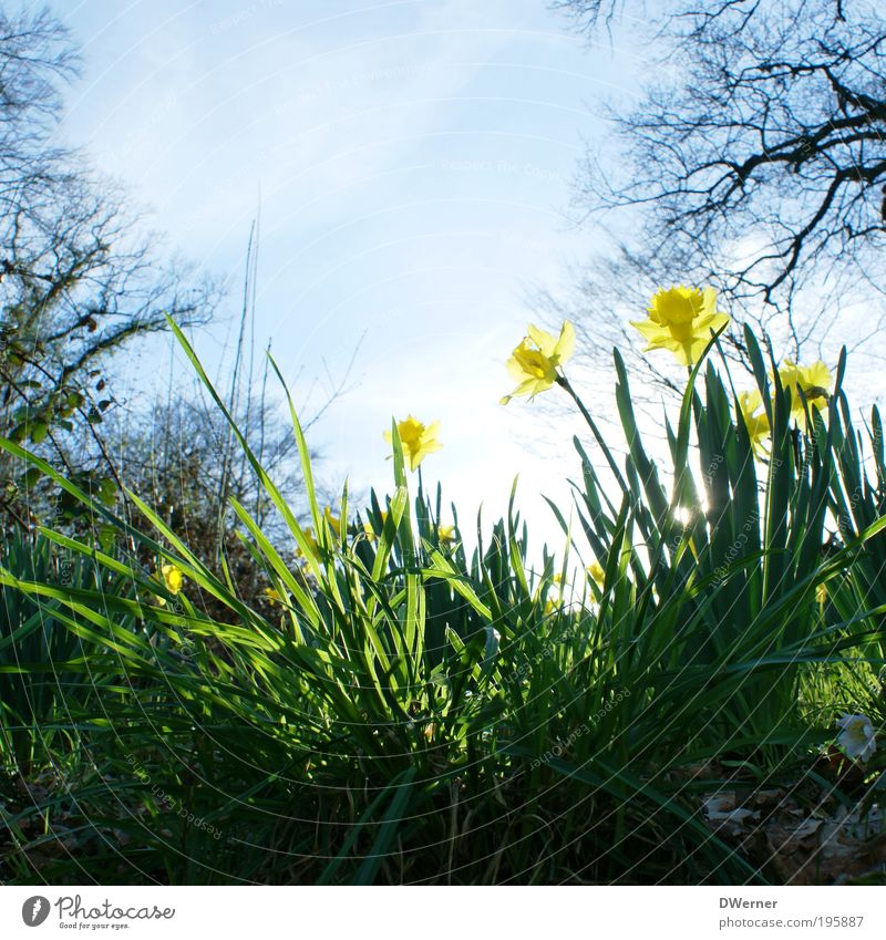 Narzissen oder auch Osterglocken! Lifestyle Duft Umwelt Natur Landschaft Pflanze Luft Himmel Wolkenloser Himmel Sonne Sonnenlicht Frühling Sommer Klima