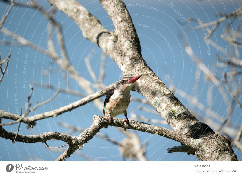 auf ins Wochenende Ferne Freiheit Safari Expedition Baum Tier Wildtier Vogel Tiergesicht Eisvögel 1 klein nah natürlich Birding Vogelbeobachtung Farbfoto