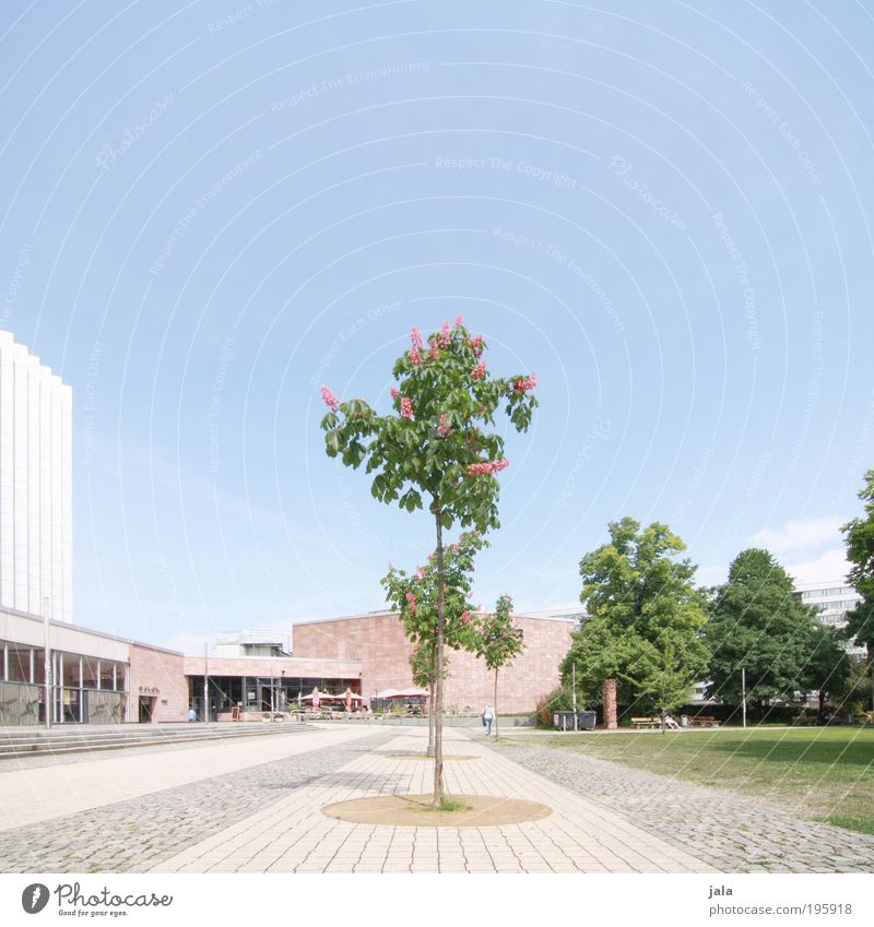 Zentrum Pflanze Baum Park Wiese Stadt Stadtzentrum Haus Hochhaus Platz Bauwerk Gebäude Architektur groß gut hell ästhetisch Chemnitz Farbfoto Außenaufnahme